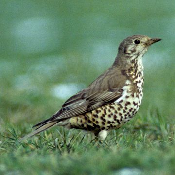 Mistle Thrush