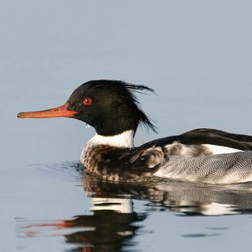 Red-breasted Merganser