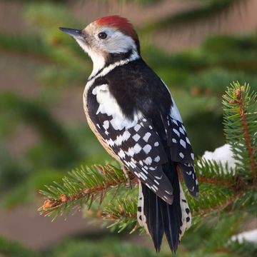 Middle Spotted Woodpecker