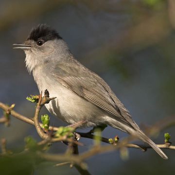 Sylvia atricapilla