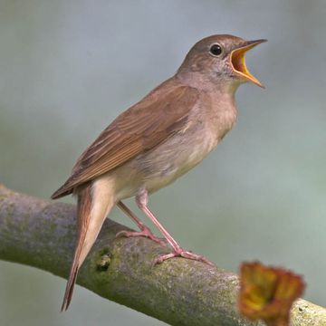 Luscinia megarhynchos