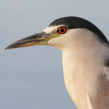 Nycticorax nycticorax