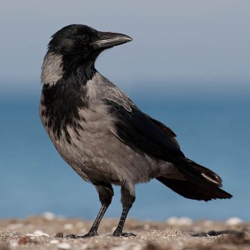 Hooded Crow