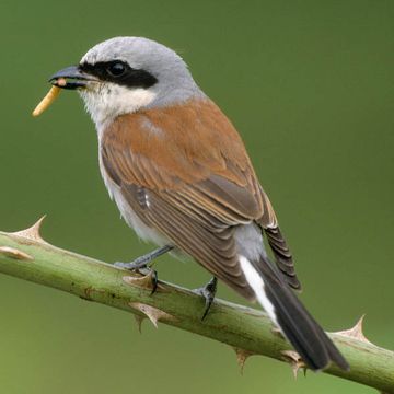 Red-backed Shrike