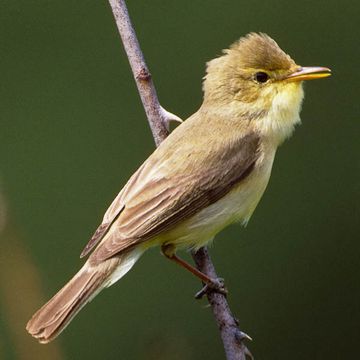 Melodious Warbler