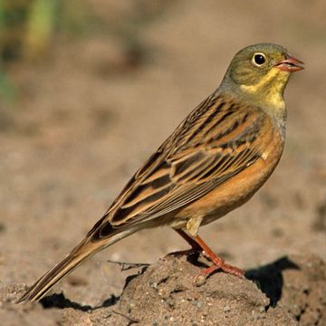 Emberiza Hortulana Ortolan
