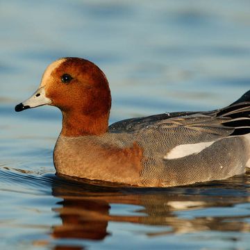 Eurasian Wigeon