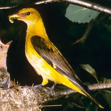 Eurasian Golden Oriole