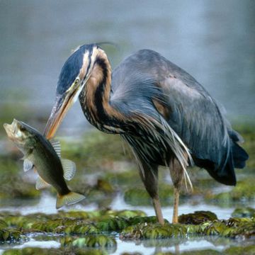 Purple Heron