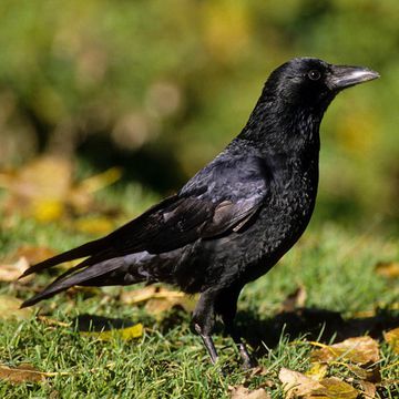 Corvus corone