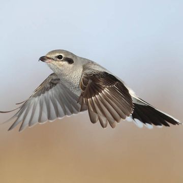 Great Grey Shrike