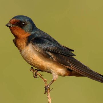 Hirundo rustica