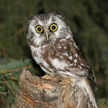 Boreal Owl