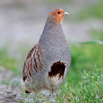 Grey Partridge