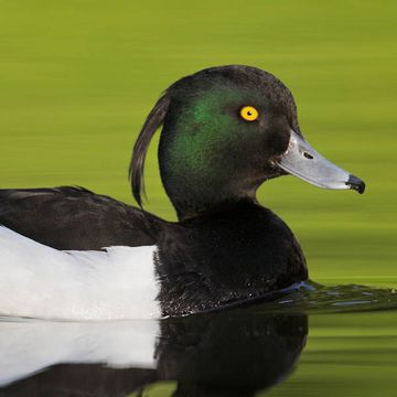 Tufted Duck