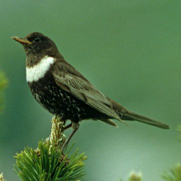 Turdus torquatus