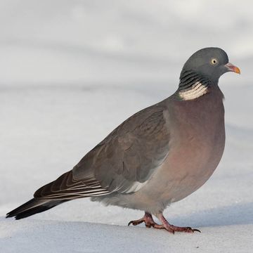 Columba palumbus