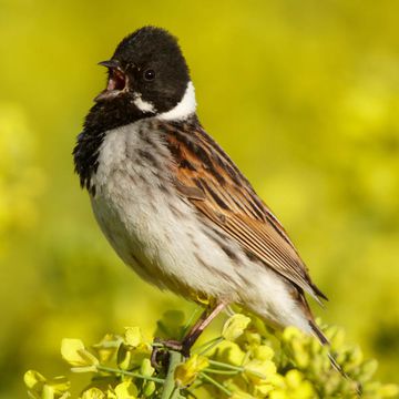 Emberiza schoeniclus