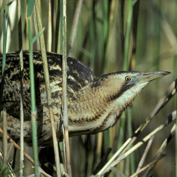 Great Bittern