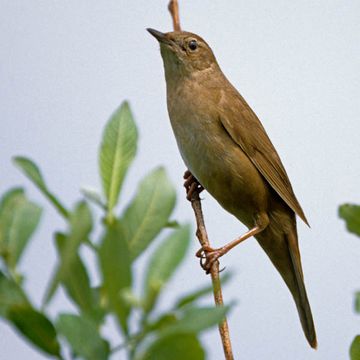 Locustella luscinioides