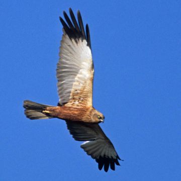 Western Marsh-harrier