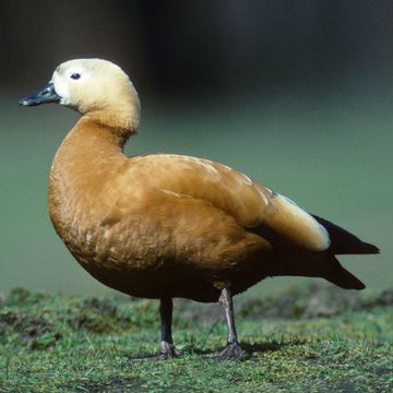 Tadorna ferruginea