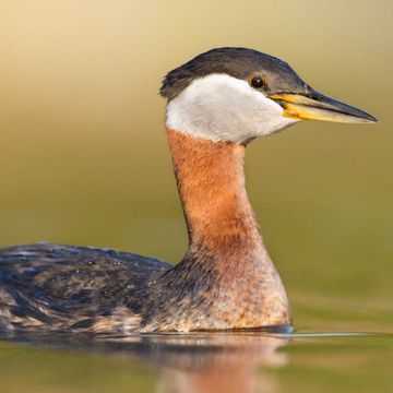 Red-necked Grebe