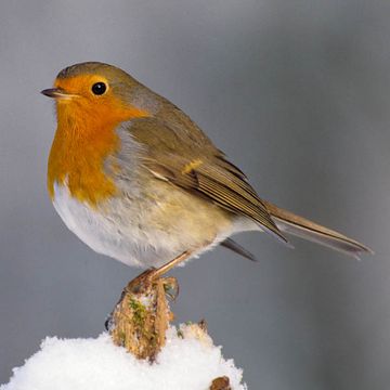 Erithacus rubecula