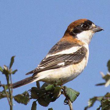 Woodchat Shrike