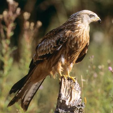 Red Kite