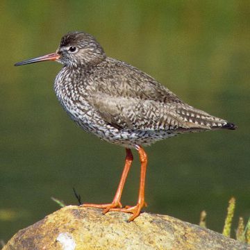 Common Redshank