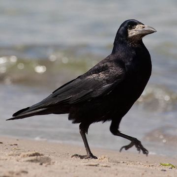 Corvus frugilegus