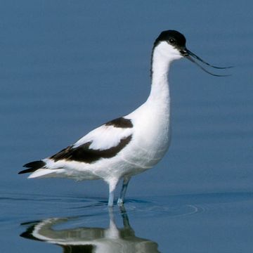 Pied Avocet