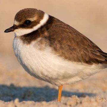 Common Ringed Plover