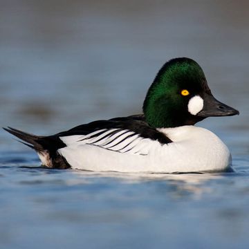 Common Goldeneye