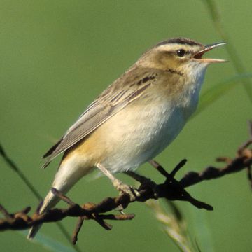 Acrocephalus schoenobaenus