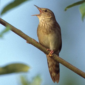 Eurasian River Warbler