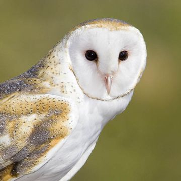 Barn Owl