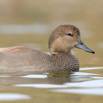 Gadwall