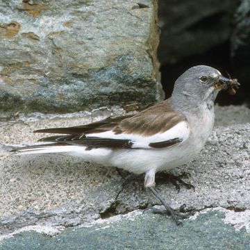 White-winged Snowfinch