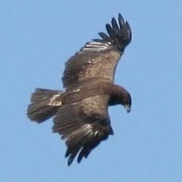 Lesser Spotted Eagle