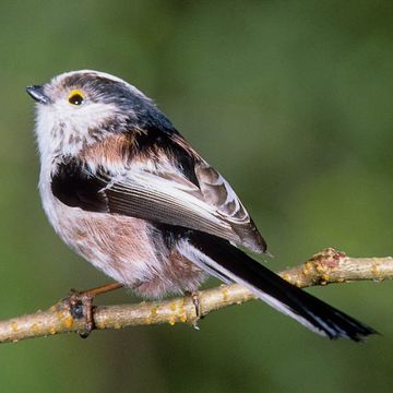 Aegithalos caudatus