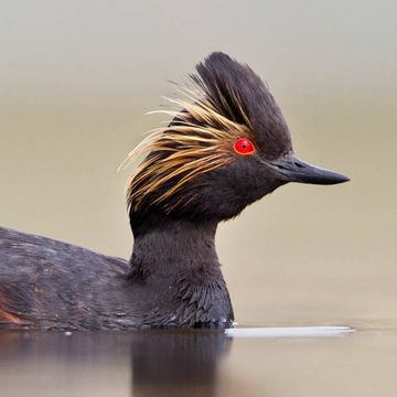 Podiceps nigricollis