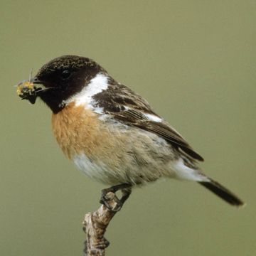 Saxicola rubicola