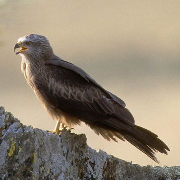 Black Kite