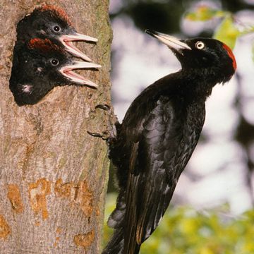 Black woodpecker