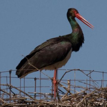 Ciconia nigra