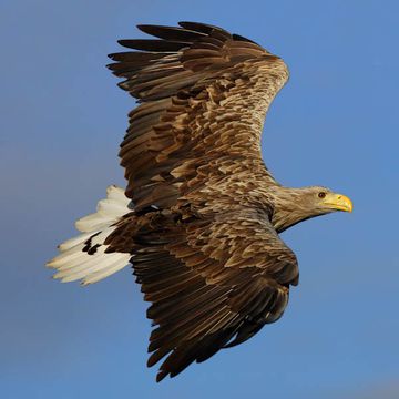 White-tailed Eagle