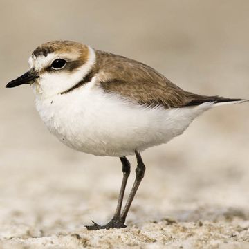 Kentish Plover