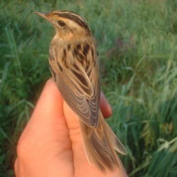 Aquatic Warbler